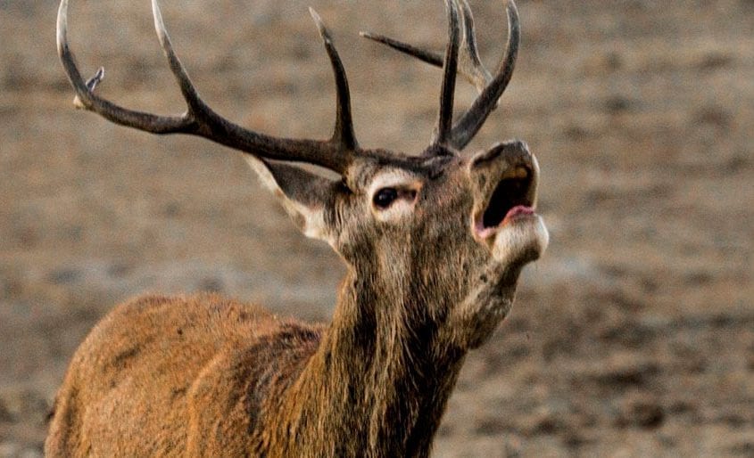 berrea en Monfragüe